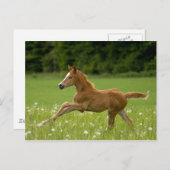 フォレン・イム・ガロップ(Trakehner) ポストカード (正面/裏面)