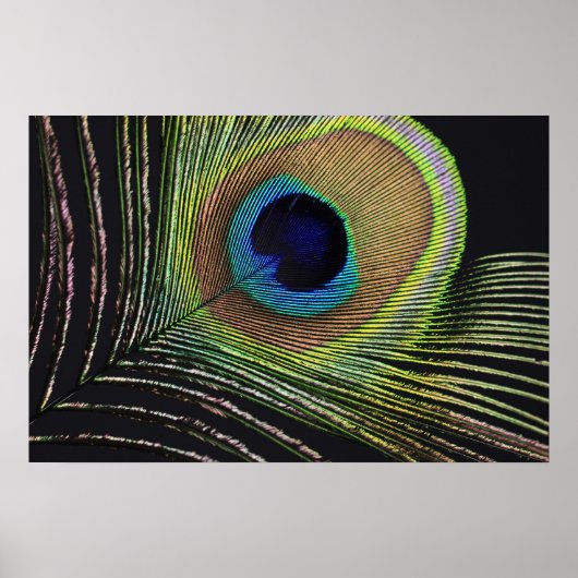 フォーエンフェダー ポスター (正面)