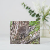 フォーエージングのアライグマ葉書のポストクロッシング写真 ポストカード (スタンド正面)
