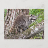 フォーエージングのアライグマ葉書のポストクロッシング写真 ポストカード (正面)
