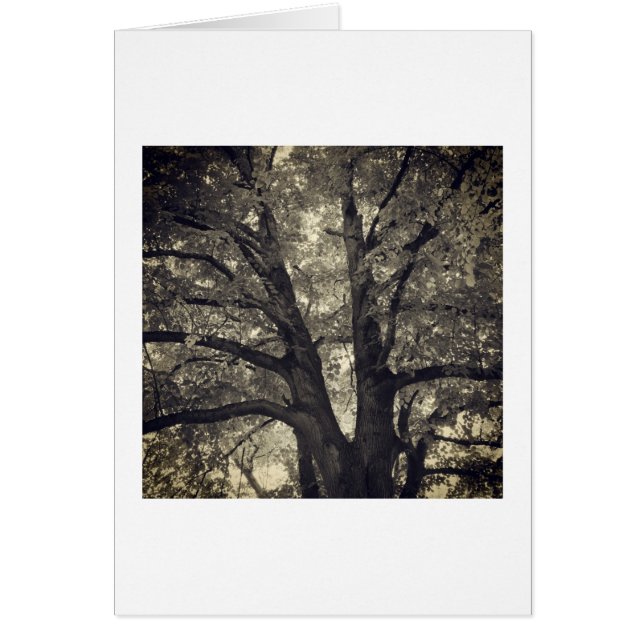 フォークした木 (正面)