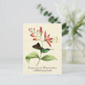 フォークオットウッドニンフHummingbirdアートポストカード ポストカード (スタンド正面)