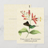 フォークオットウッドニンフHummingbirdアートポストカード ポストカード (正面/裏面)