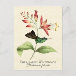 フォークオットウッドニンフHummingbirdアートポストカード ポストカード