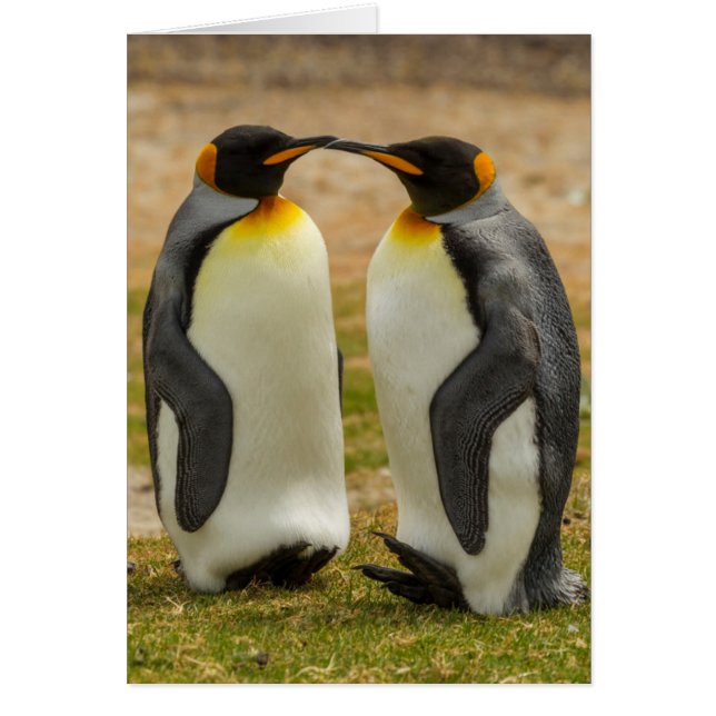 フォークランド諸島のキングペンギンのつがい (正面)