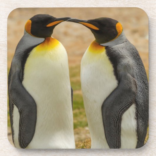 フォークランド諸島のキングペンギンのつがい コースター (正面)