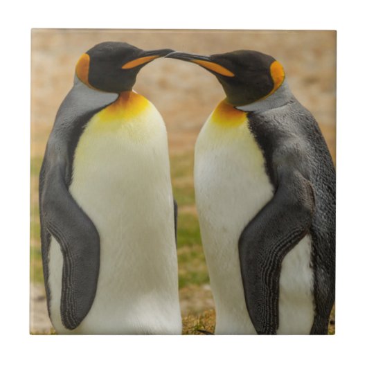 フォークランド諸島のキングペンギンのつがい タイル (正面)