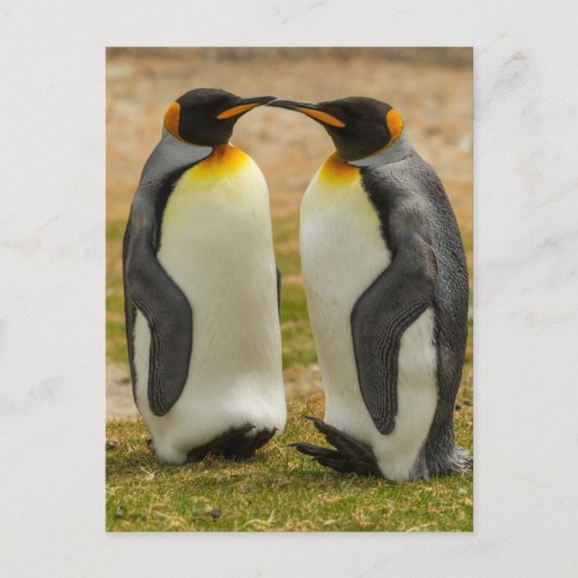 フォークランド諸島のキングペンギンのつがい ポストカード (正面)