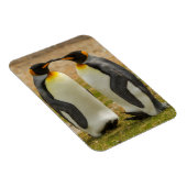 フォークランド諸島のキングペンギンのつがい マグネット (右側)