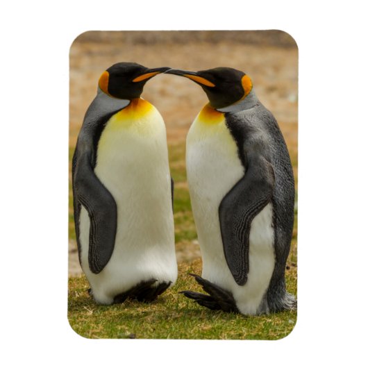 フォークランド諸島のキングペンギンのつがい マグネット (縦)