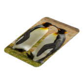 フォークランド諸島のキングペンギンのつがい マグネット (左側)