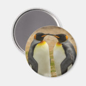 フォークランド諸島のキングペンギンのつがい マグネット (正面/裏面)