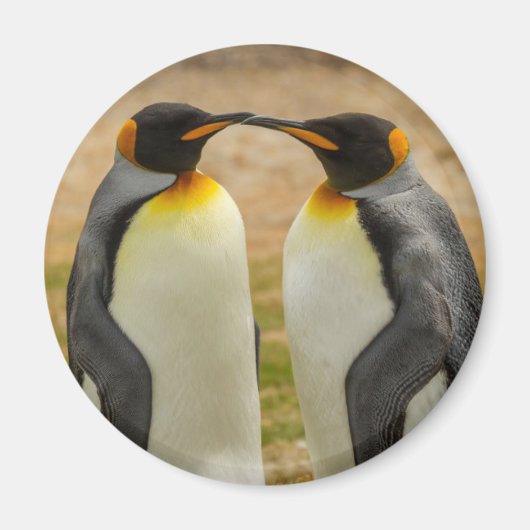 フォークランド諸島のキングペンギンのつがい マグネット (正面)
