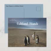 フォークランド諸島のキングペンギン ポストカード (正面/裏面)