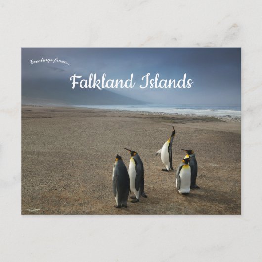 フォークランド諸島のキングペンギン ポストカード (正面)