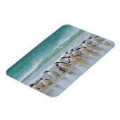 フォークランド諸島サウンダーズ島。Gentoo マグネット (左側)