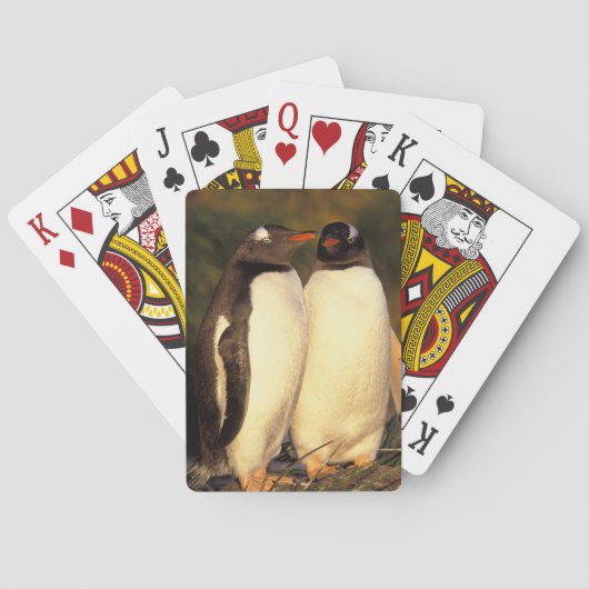 フォークランド諸島。ジェンツーペンギン (Pyroscelis) トランプ (裏面)