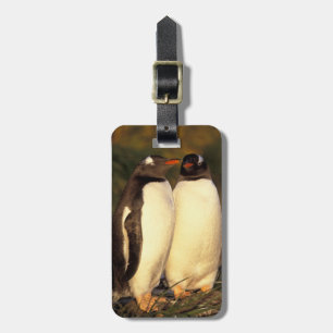 フォークランド諸島。ジェンツーペンギン (Pyroscelis ラゲッジタグ