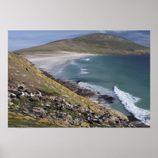 フォークランド諸島，西フォークランド，サンダー ポスター (正面)