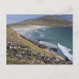 フォークランド諸島,西フォークランド,サンダー ポストカード