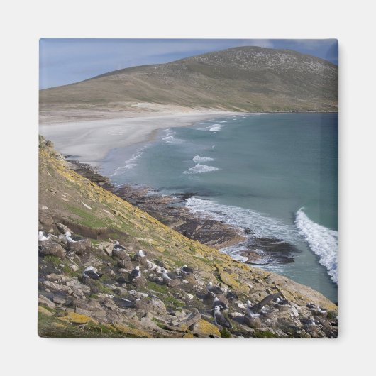 フォークランド諸島，西フォークランド，サンダー マグネット (正面)