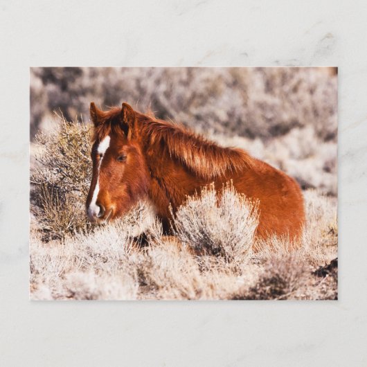 フォーティウィンクス ポストカード (正面)