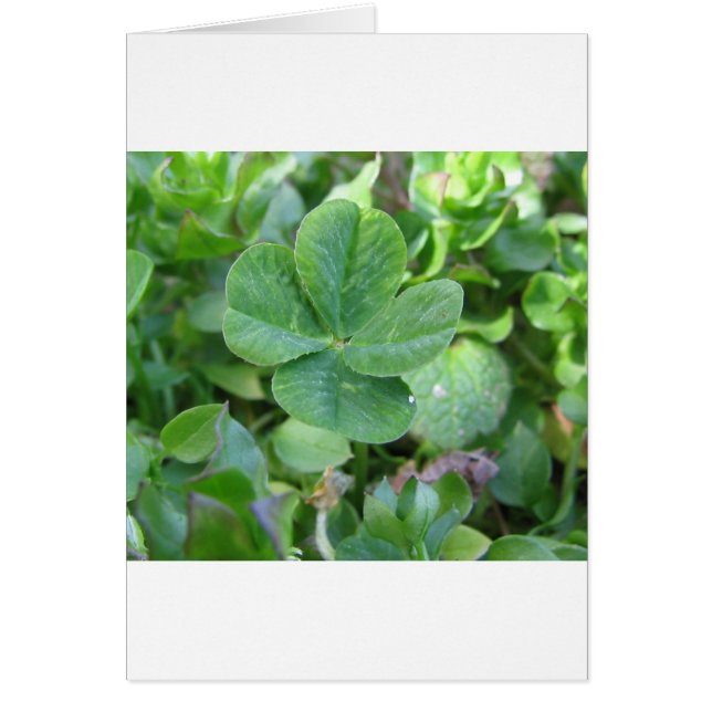 フォーリーフクローバー (正面)