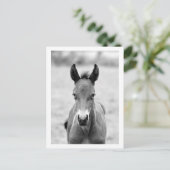 フォールをピクルス ポストカード (スタンド正面)