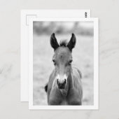 フォールをピクルス ポストカード (正面/裏面)