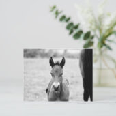 フォールをピクルス ポストカード (スタンド正面)