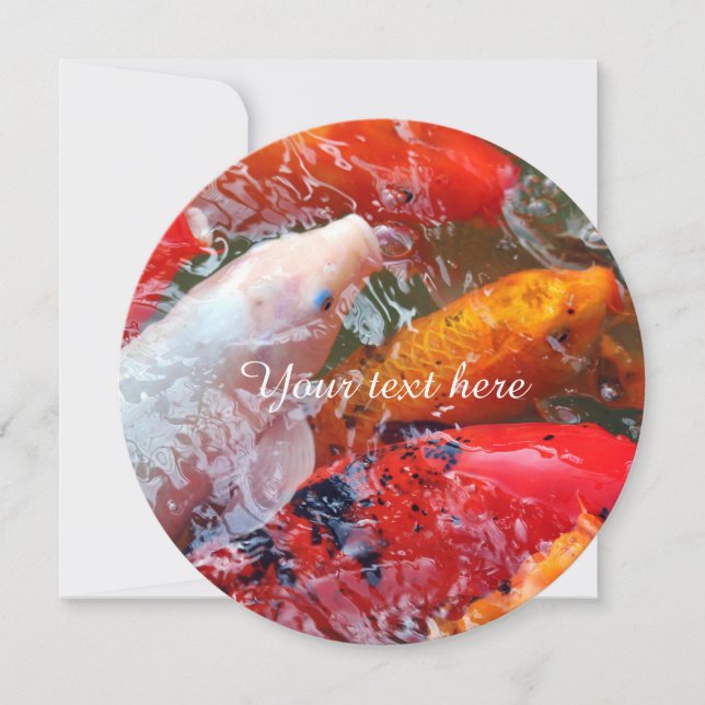 フォールギャザリングコイ (正面)