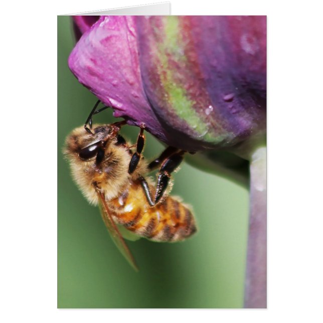 フォールファジーリトルビー (正面)