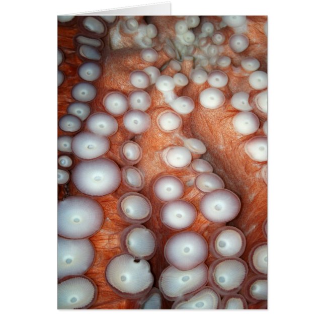 フォールンアップ閉めるタコ (正面)