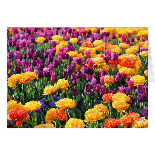 フォールンサンセットフローラ川 (正面横)