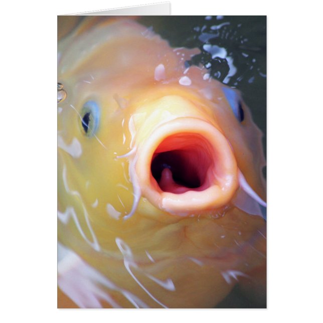 フォールン歌唱幽霊コイ (正面)