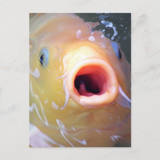 フォールン歌唱幽霊コイ ポストカード (正面)