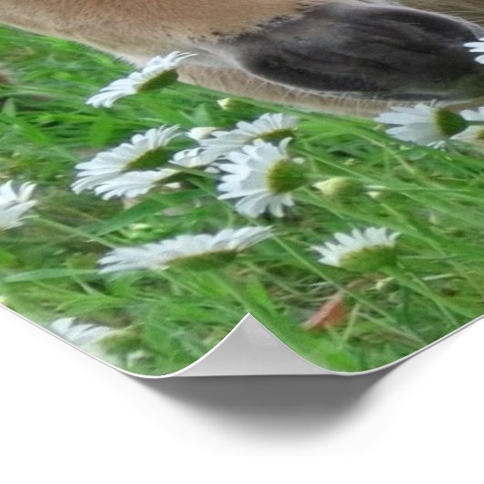 フォール臭いデイジーキャンバス印刷 ポスター (角)