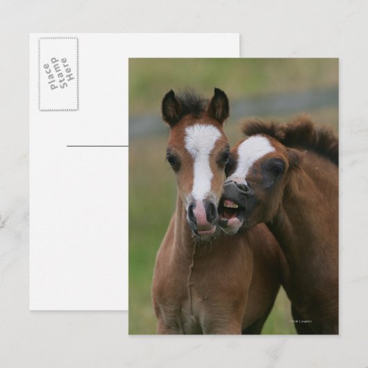 フォール遊ズ ポストカード (正面/裏面)