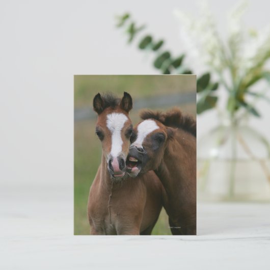 フォール遊ズ ポストカード (スタンド正面)