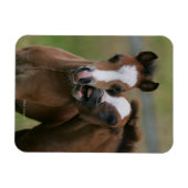 フォール遊ズ マグネット (横)