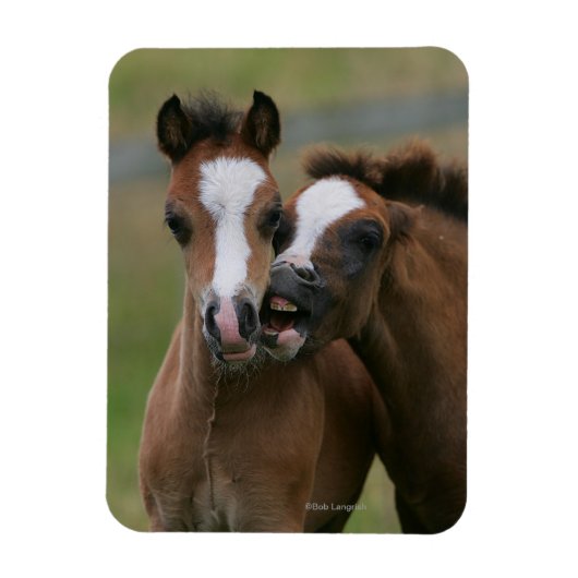 フォール遊ズ マグネット (縦)