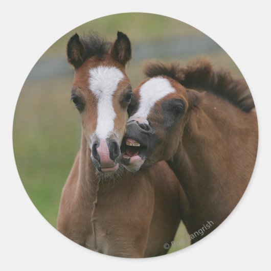 フォール遊ズ ラウンドシール (正面)