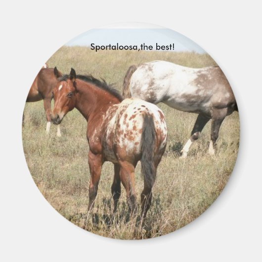 フォール マグネット (正面)