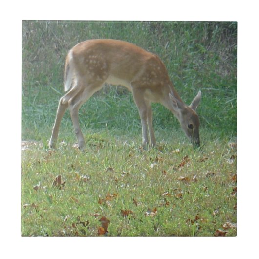 フォーン、ベビー鹿at Lake Arrowhead タイル (正面)