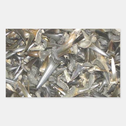 フカザメの化石パターン 長方形シール (正面)