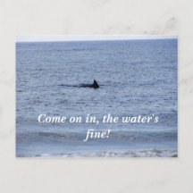 フカヒレはがき