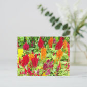 フカラフルロー#1 ポストカード (スタンド正面)