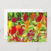 フカラフルロー#1 ポストカード (正面/裏面)