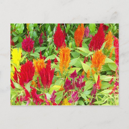 フカラフルロー#1 ポストカード (正面)