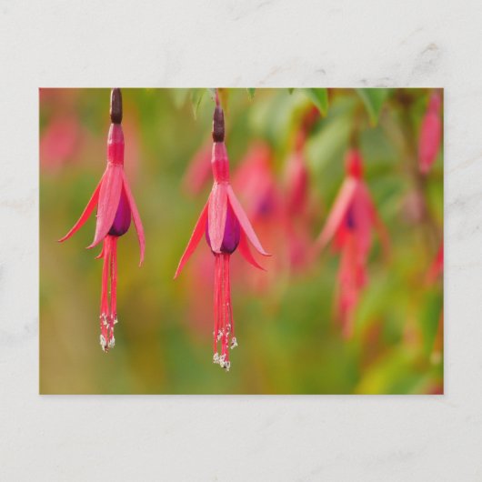 フクシアの花のポストカード ポストカード (正面)
